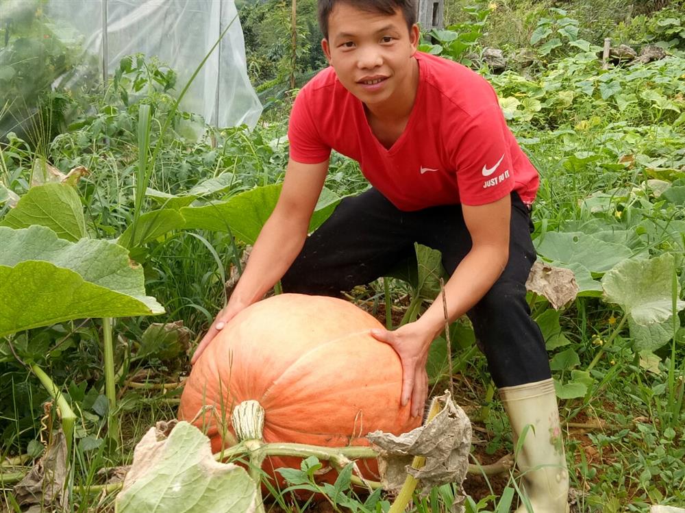 Người thanh niên Chảo Láo Tả thành công với nông trại bí khổng lồ tại Sapa - một tấm gương sáng trong công cuộc xây dựng đất nước giàu mạnh